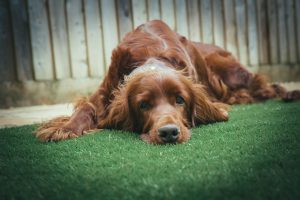 How To Have a Dog Friendly Yard
