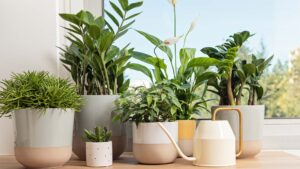 Styling Your Loft Plants